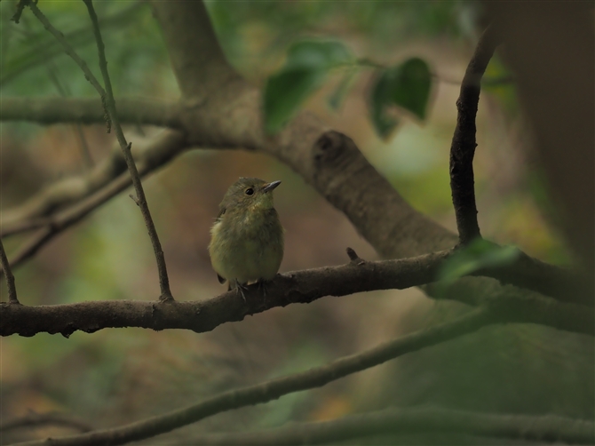 Lr^L,Narcissus Flycatcher