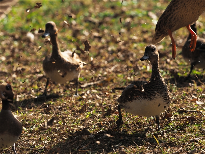 qhK,Eurasian Wigeon 