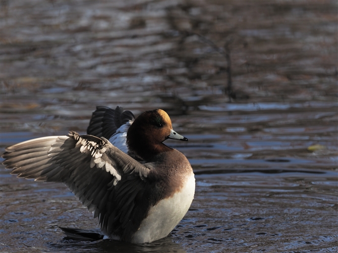 qhK,Eurasian Wigeon 