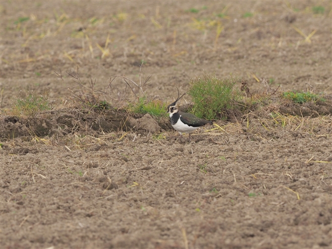 ^Q,Northern Lapwing