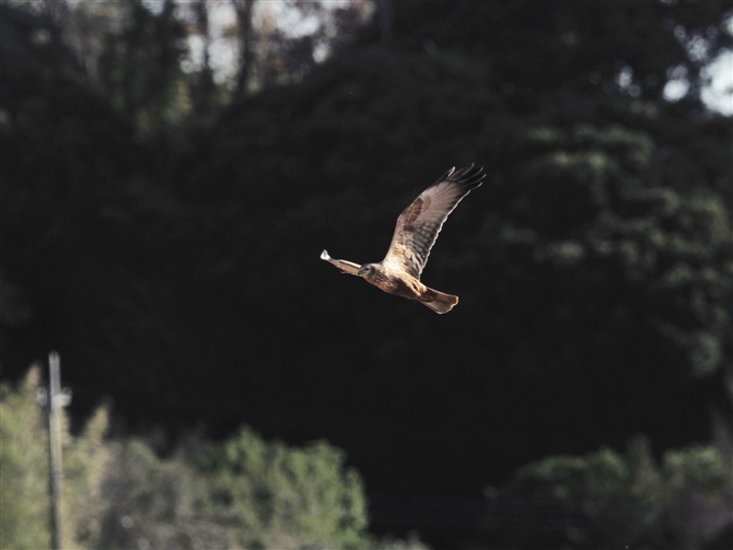 `Eq,Eastern Marsh Harrier