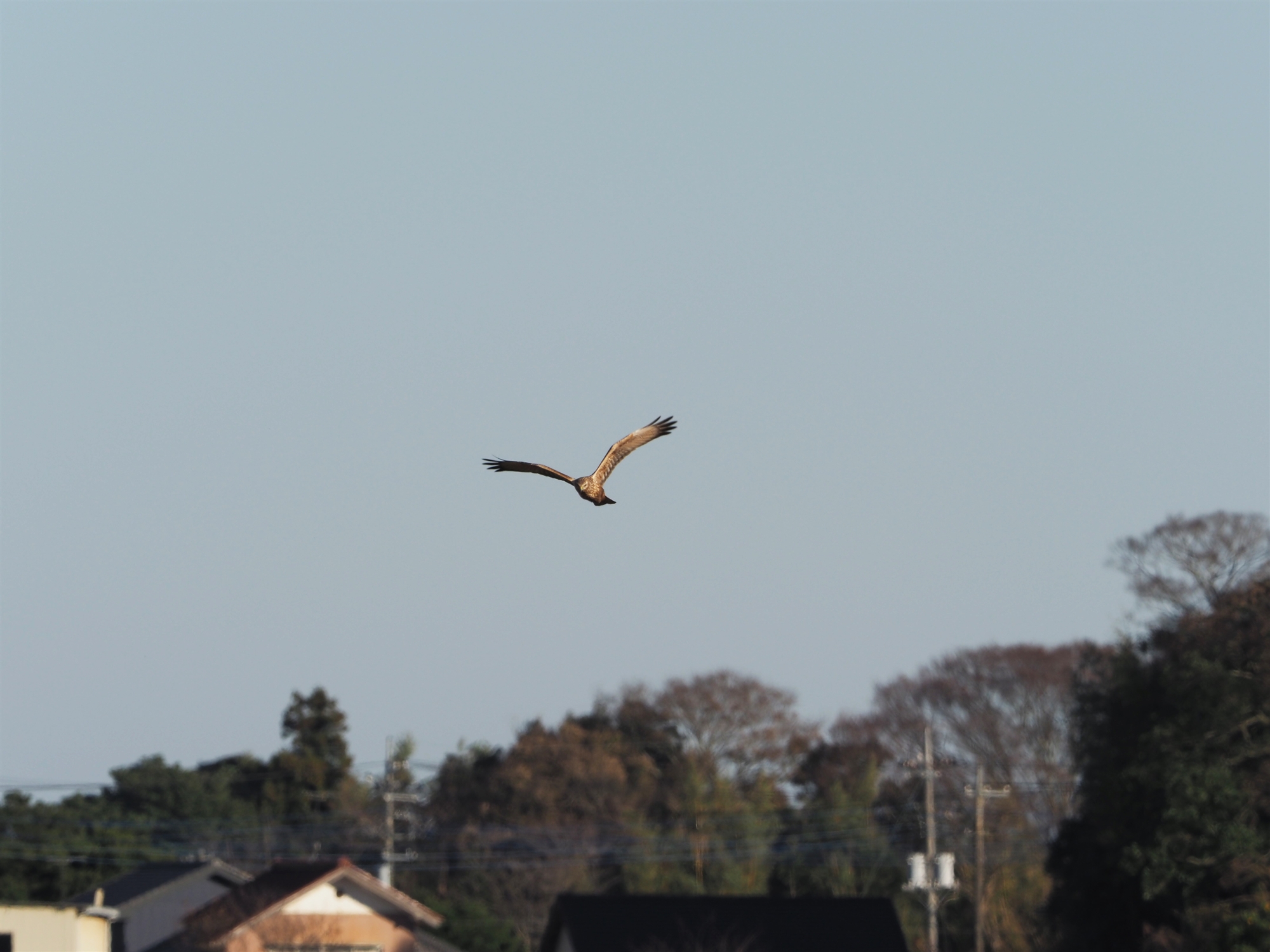 `Eq,Eastern Marsh Harrier