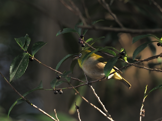 W,Japanese White-eye