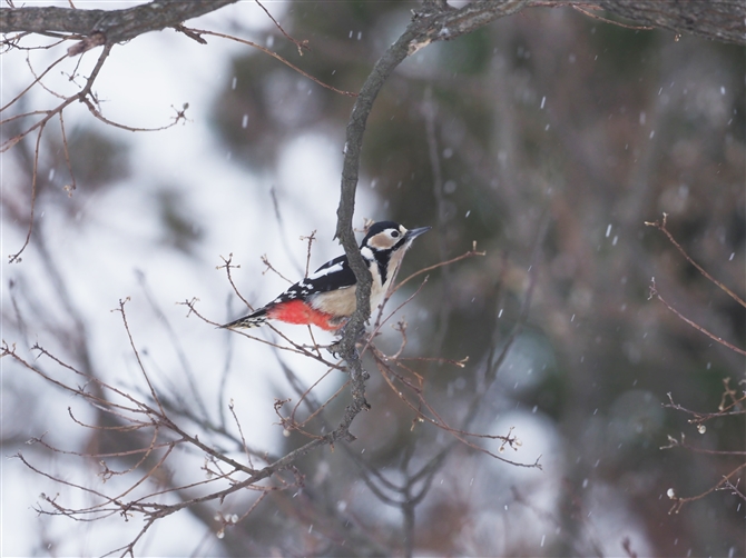 AJQ,Great Spotted Woodpecker