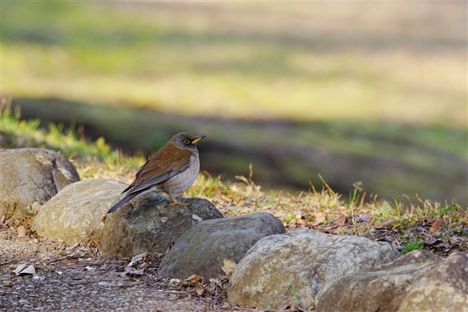 Vn,Pale Thrush