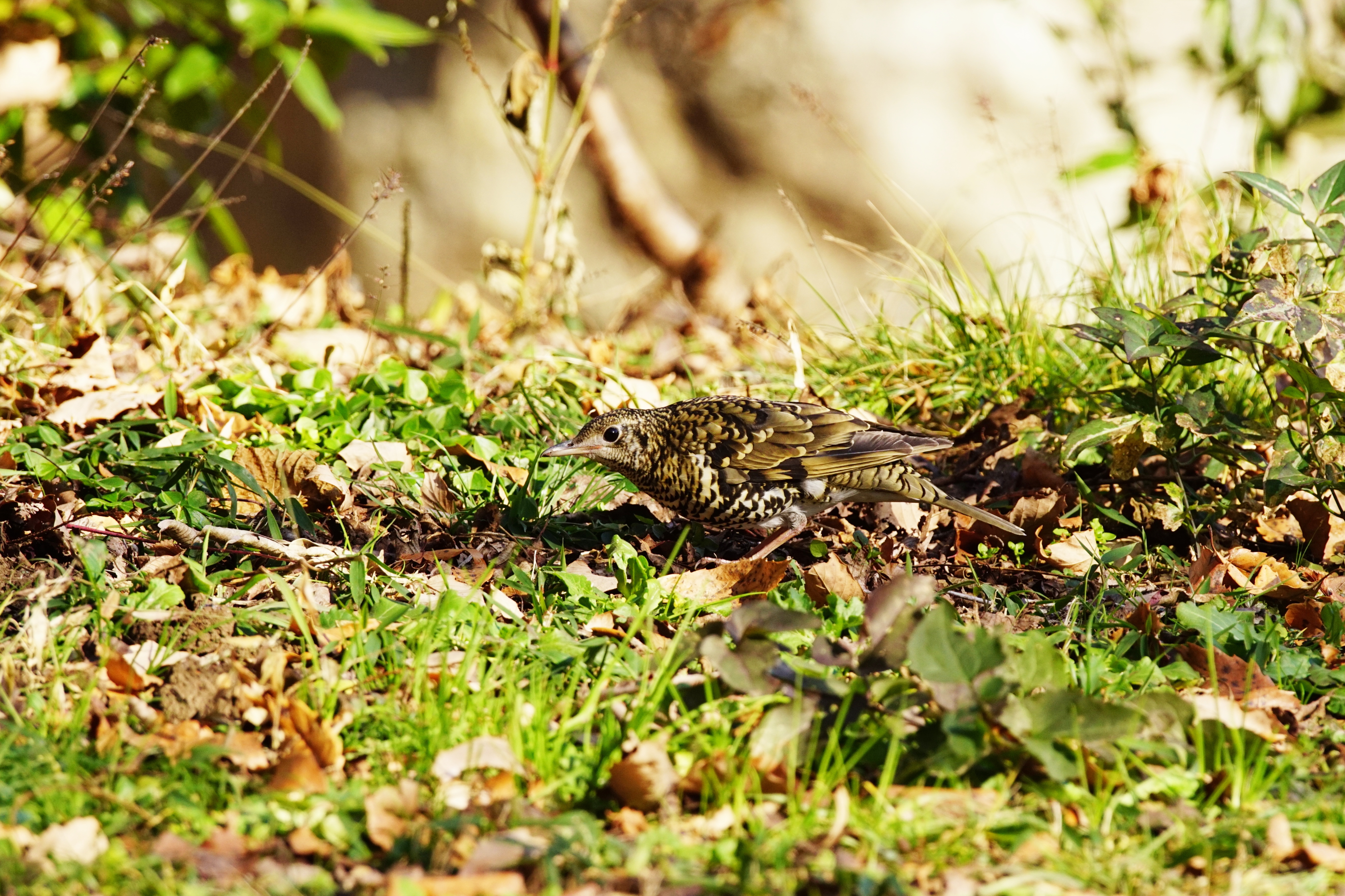 gcO~,Scaly Thrush