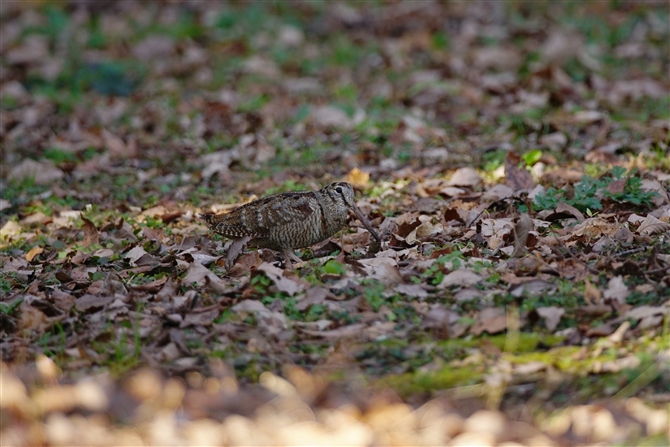 }VM,Eurasian Woodcock