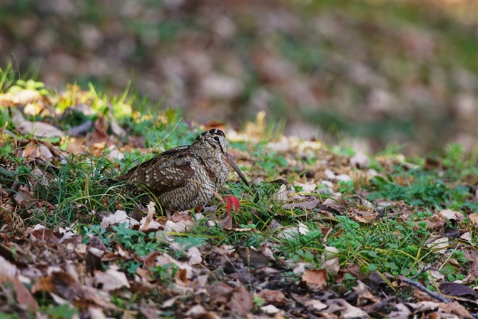 }VM,Eurasian Woodcock