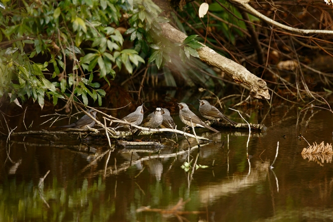 qh,Brown-eared Bulbul