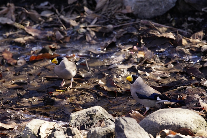 CJ,Japanese Grosbeak