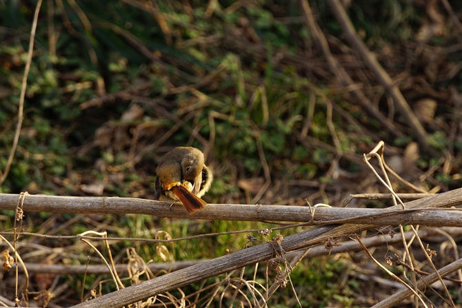 WEr^L,Daurian Redstart