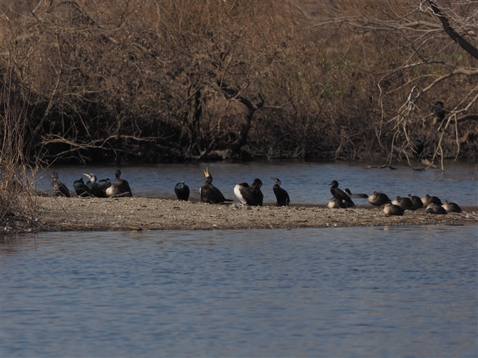 JE,Great Cormorant