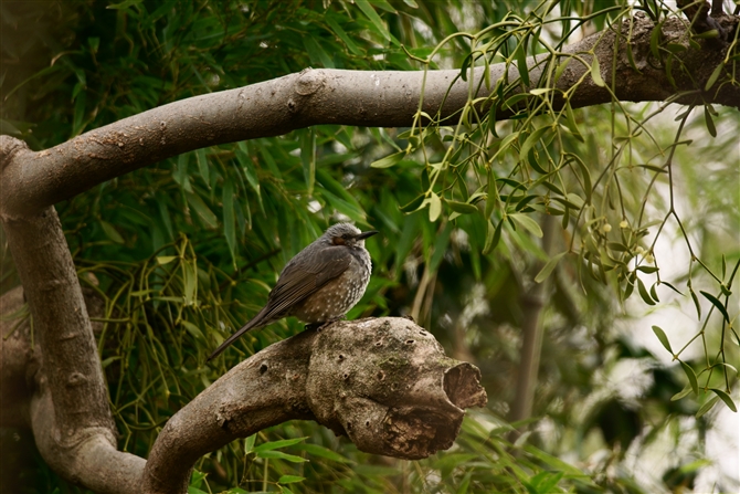 qh,Brown-eared Bulbul