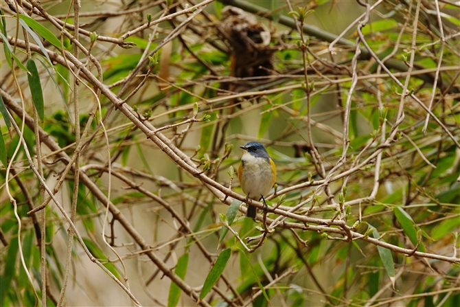 r^L,Redflanked Bluetail