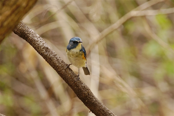 r^L,Redflanked Bluetail