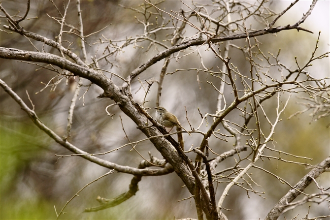 EOCX,Japnese Bush Warbler