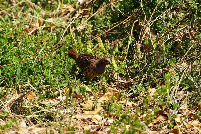 RWPC,Chinese Bamboo Partridge