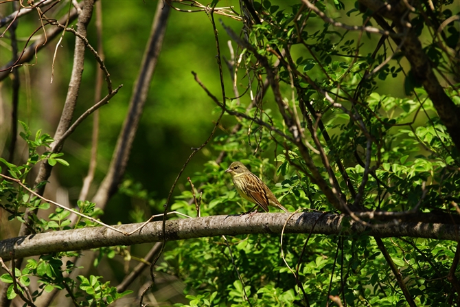 AIWBlack-faced Bunting