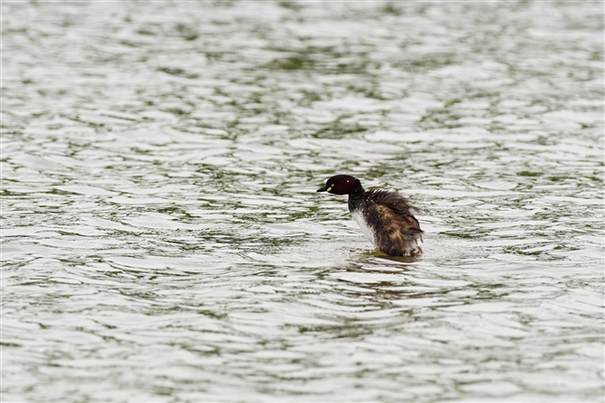 JCcu,Little Grebe