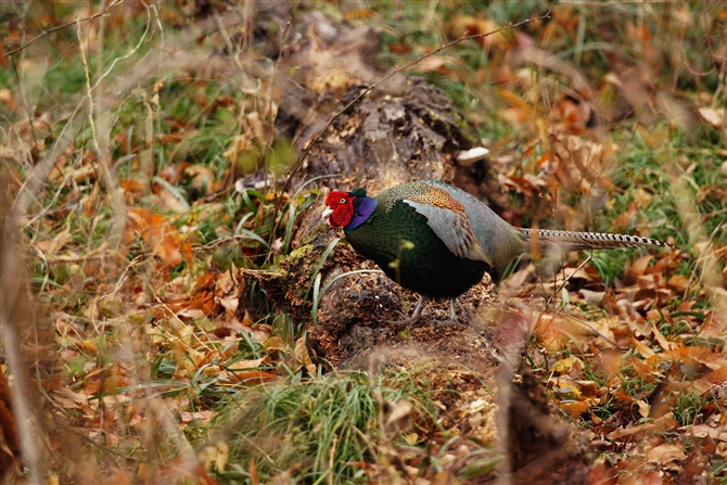 LW,Common Pheasant