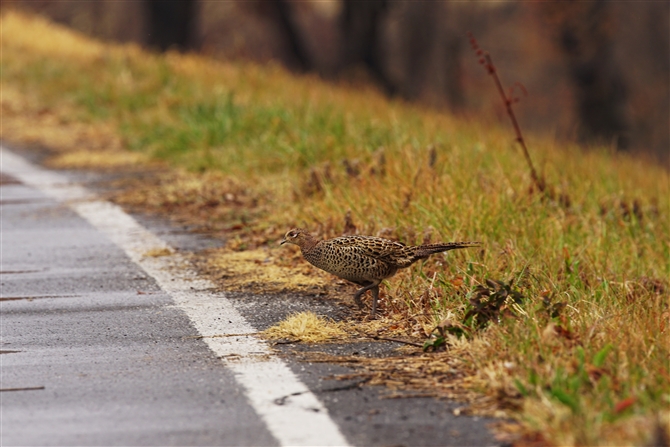 LW,Common Pheasant