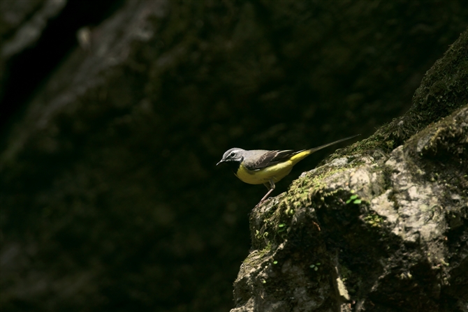 LZLC,Grey Wagtail