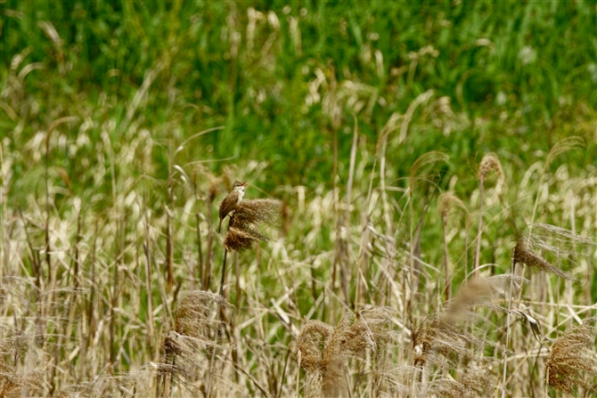 IIVL,Oriental Reed Warbler