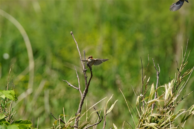 Y,Bull-headed Shrike