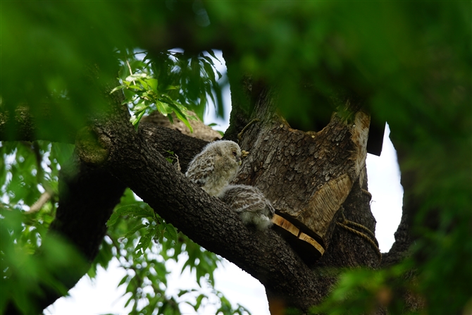 tNE,Ural Owl