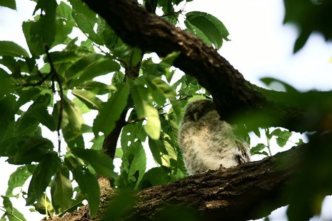 tNE,Ural Owl