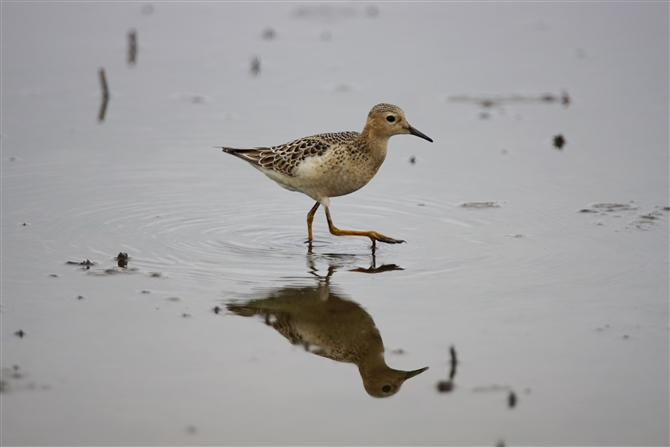 RVM,Buff-berasted Sandpiper