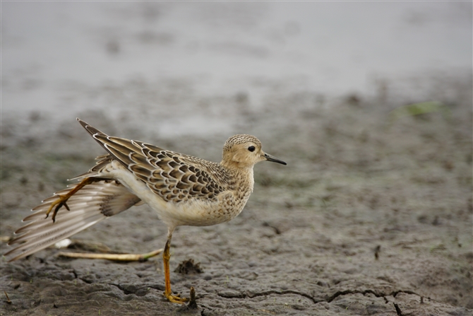 RVM,Buff-berasted Sandpiper