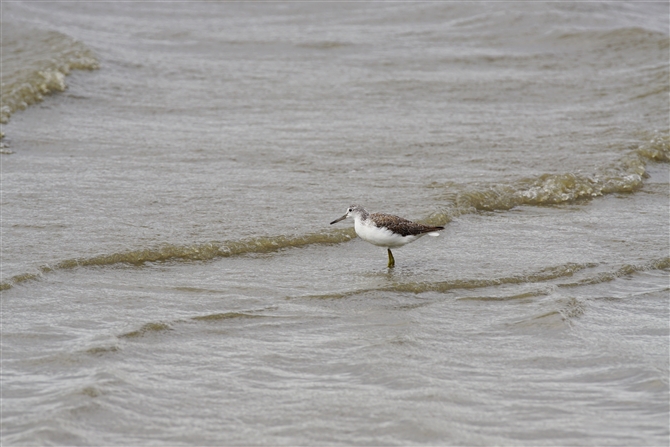 AIAVVM,Common Greenshank