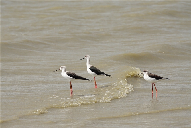 ZC^JVM,Black-winged Stilt