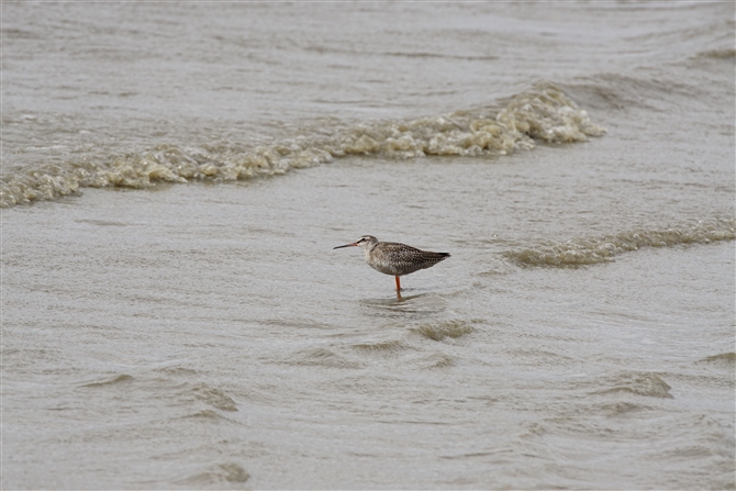 cVM,Spotted Redshank