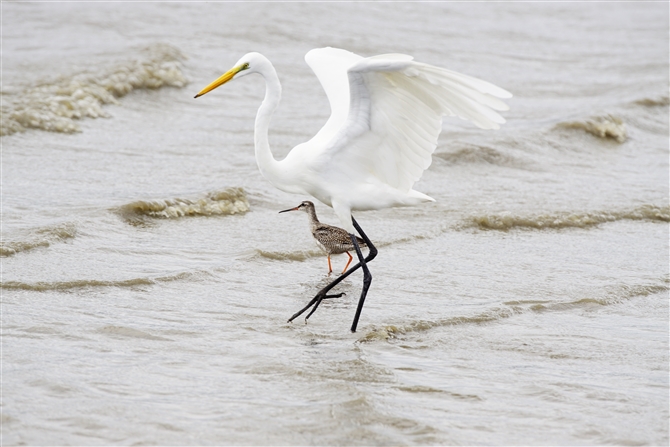 `E_CTM,Eastem Great Egret