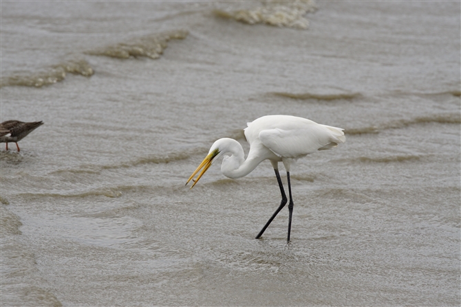 `E_CTM,Eastem Great Egret