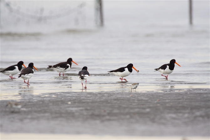 ~Rh,Oystercatcher