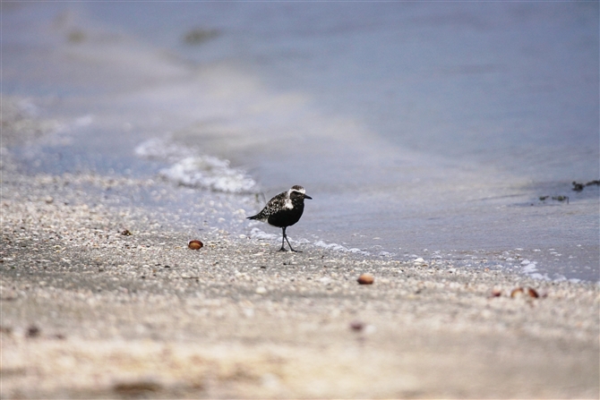 _C[,Grey Plover