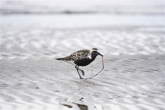 _C[,Grey Plover