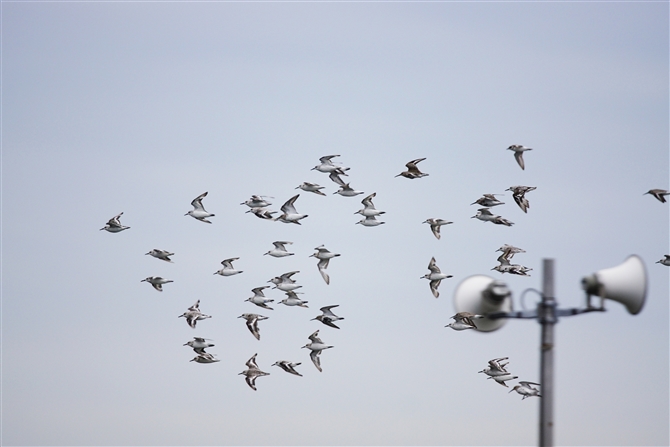 ~rVM,Sanderling