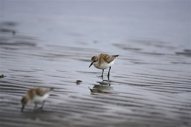 gEl,Rufous-necked Stint