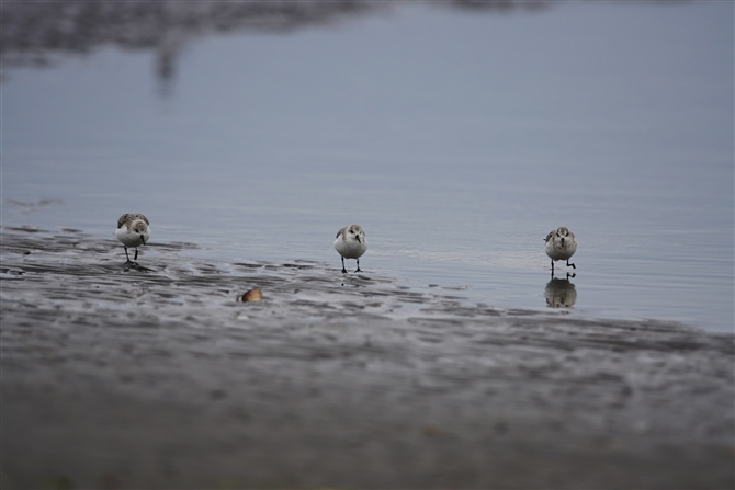 ~rVM,Sanderling