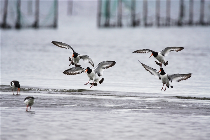 ~Rh,Oystercatcher