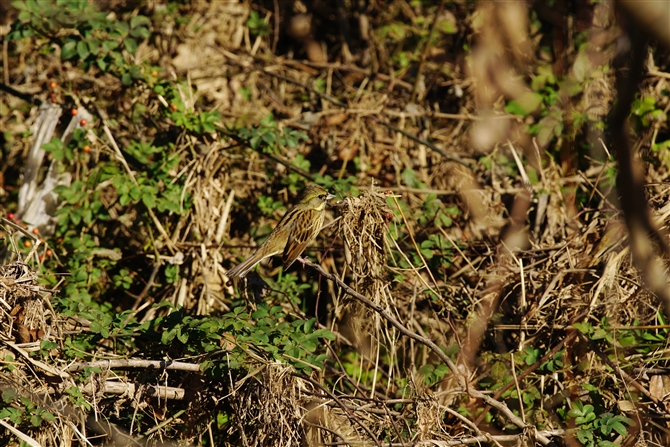 AIW,Black-faced Bunting