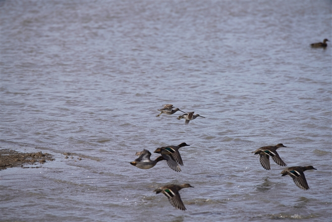 IInVVM,Long-billed Dowitcher