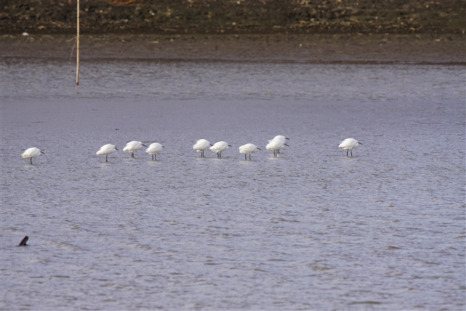 RTM,Little Egret