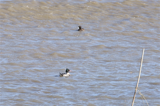 E~ACT,Red-brested Merganser