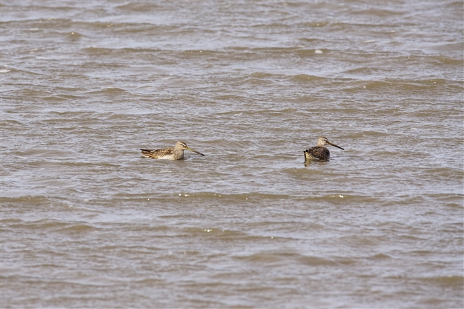 IInVVM,Long-billed Dowitcher