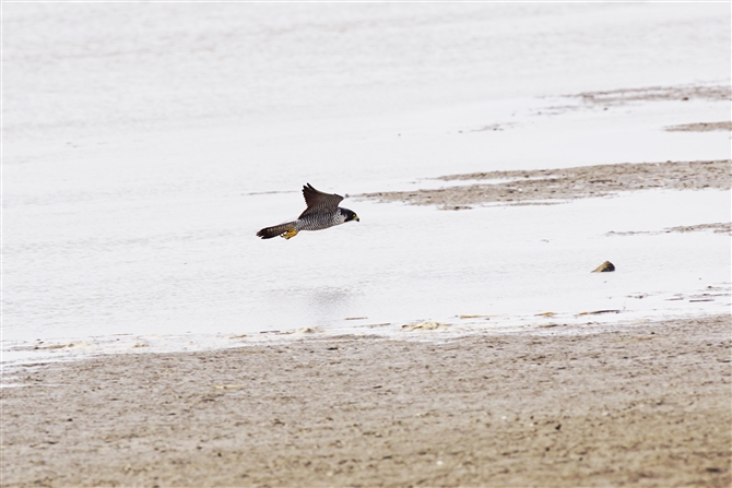 nuT,Peregrine Falcon